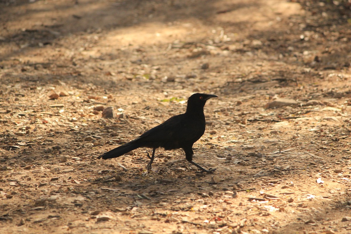 Corbicrave leucoptère - ML647604101