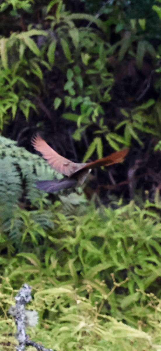 Coucal à sourcils blancs - ML647604110