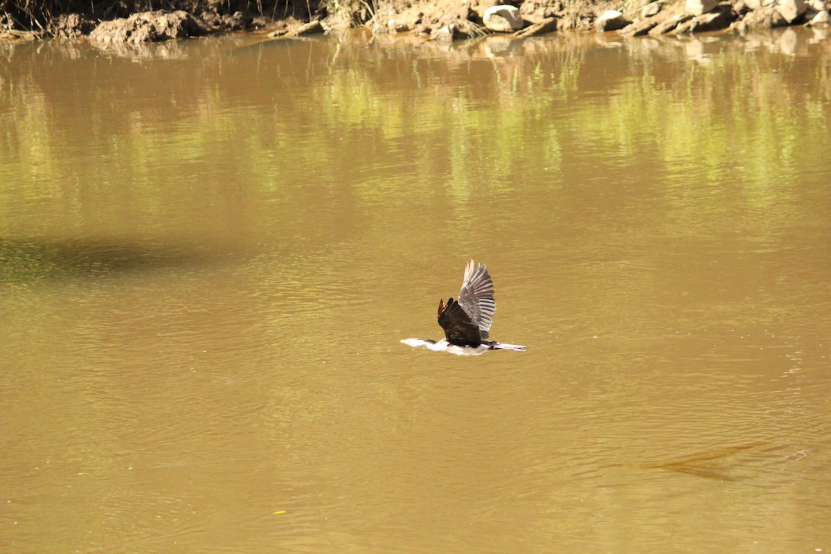 Cormoran pie - ML647604116