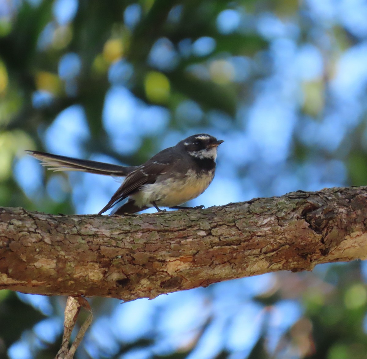 Rhipidure gris - ML647604117