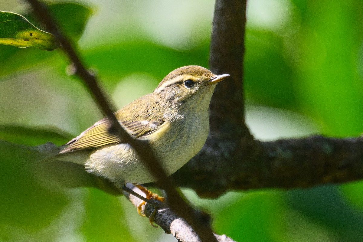Pouillot à grands sourcils - ML647604119