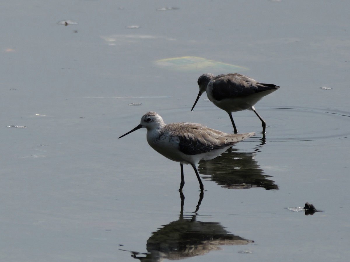 Chevalier stagnatile - ML647604120