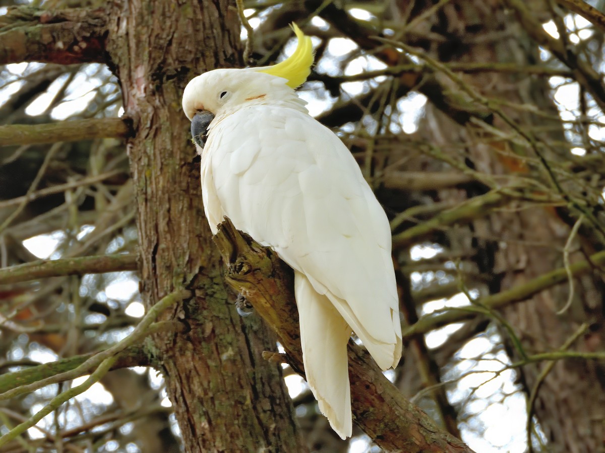 Cacatoès à huppe jaune - ML647604122