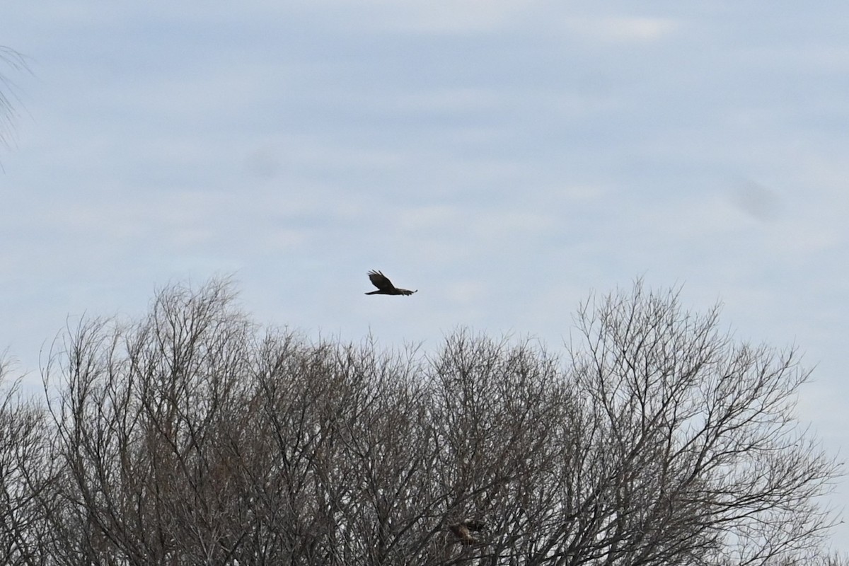 Busard d'Orient - ML647604123