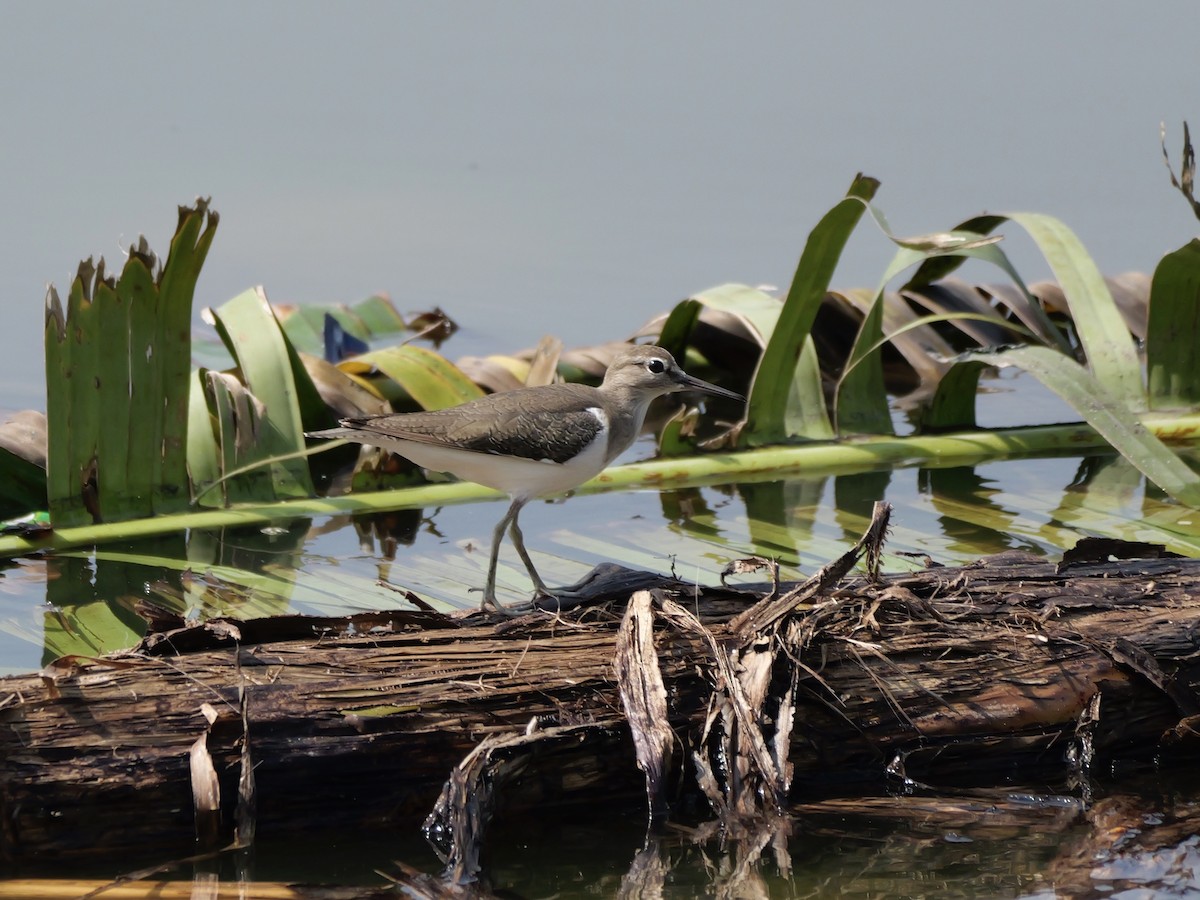 Chevalier guignette - ML647604124