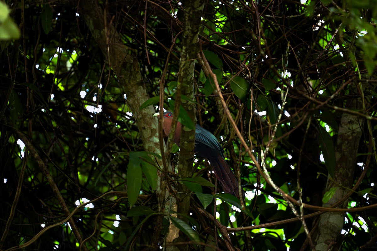 Malcoha rouverdin - ML647604125