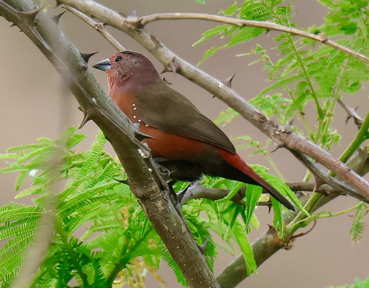 Amarante foncé - ML647604127