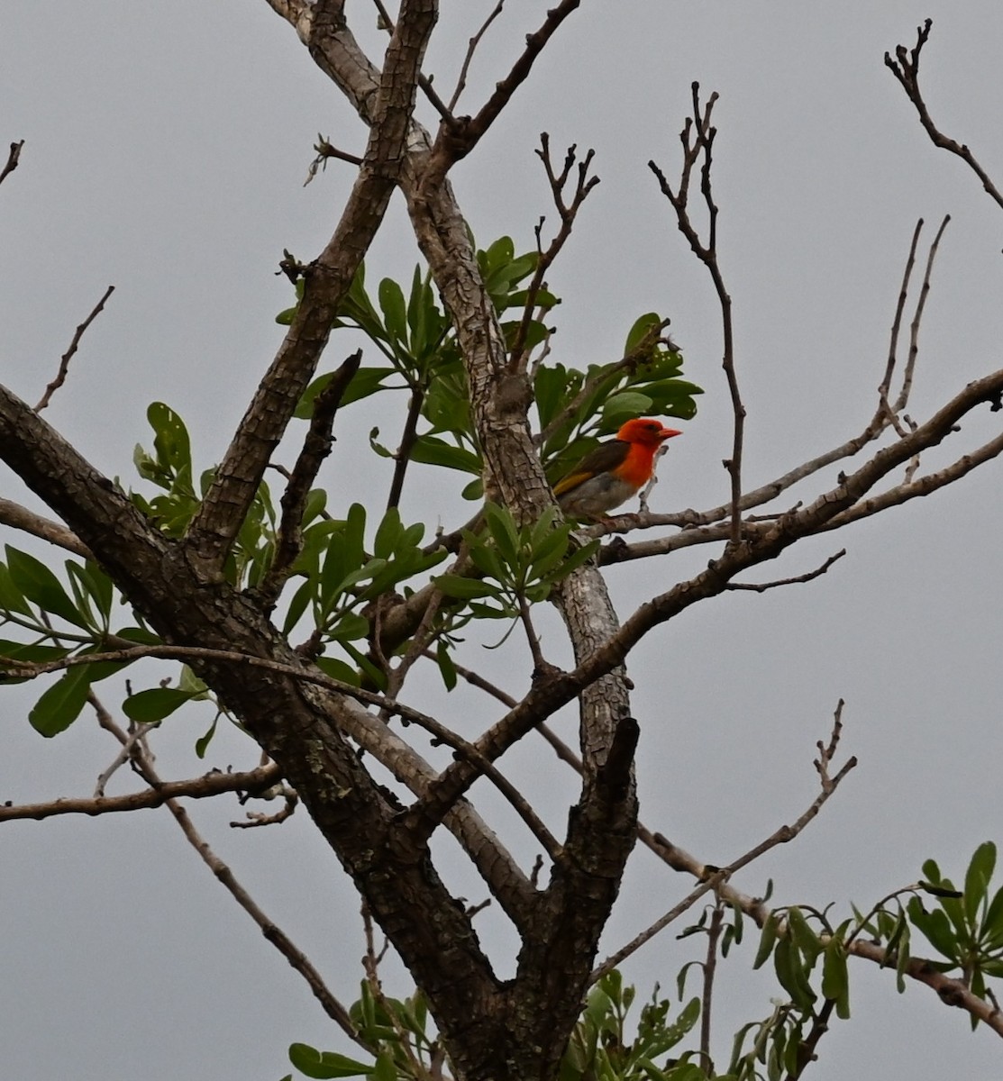 Anaplecte écarlate - ML647604128