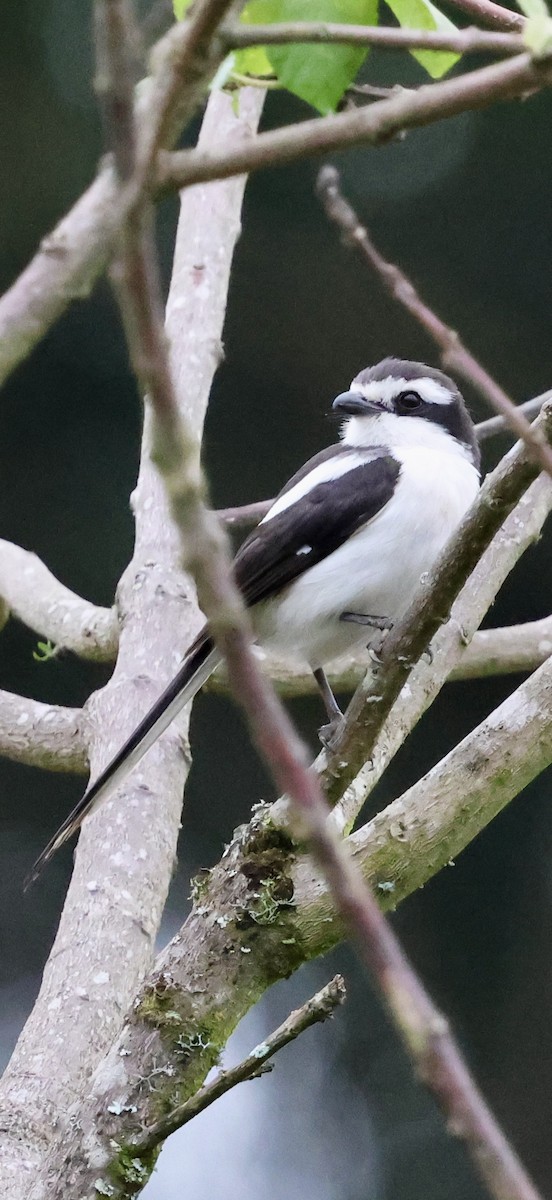 Gonolek de Fülleborn - ML647604129