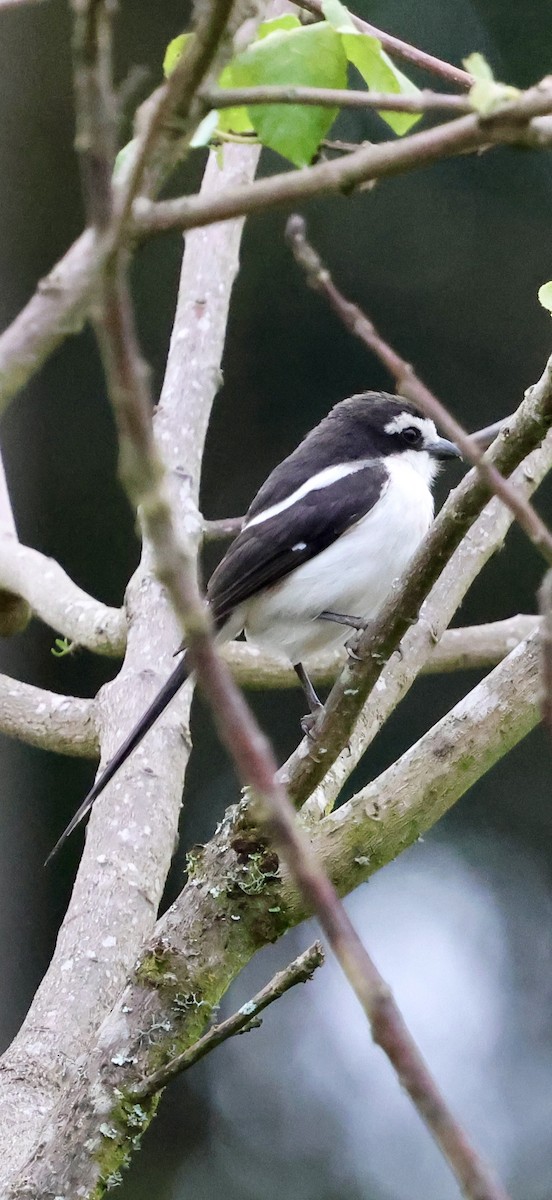 Gonolek de Fülleborn - ML647604130