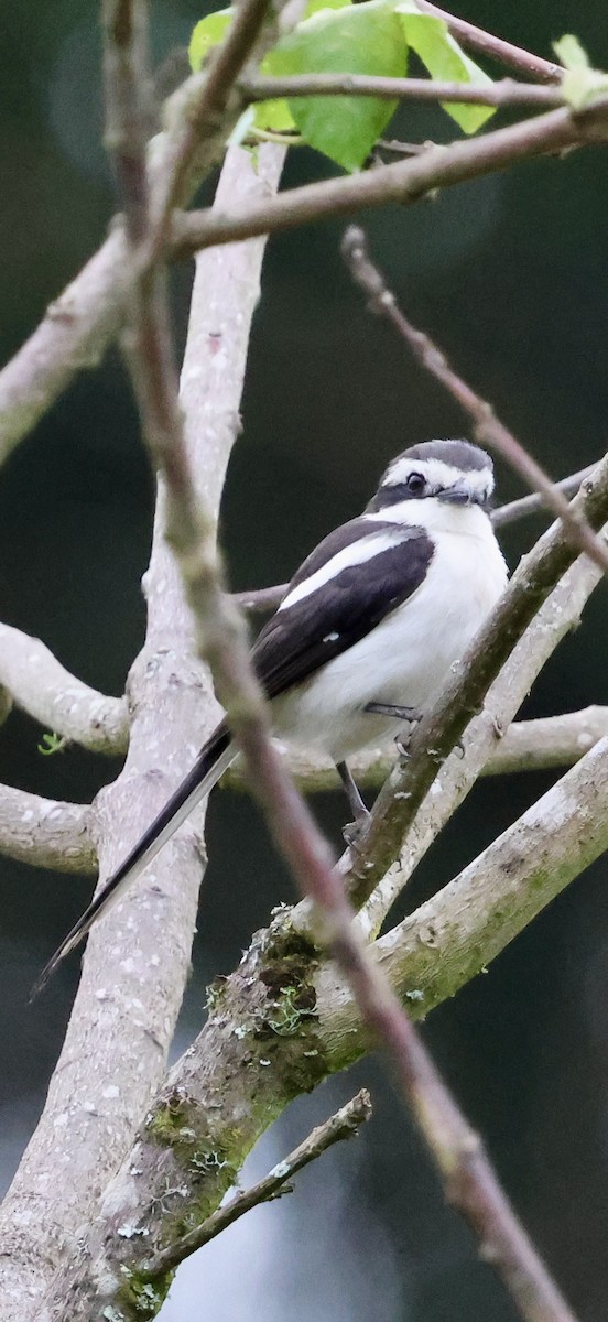 Gonolek de Fülleborn - ML647604131