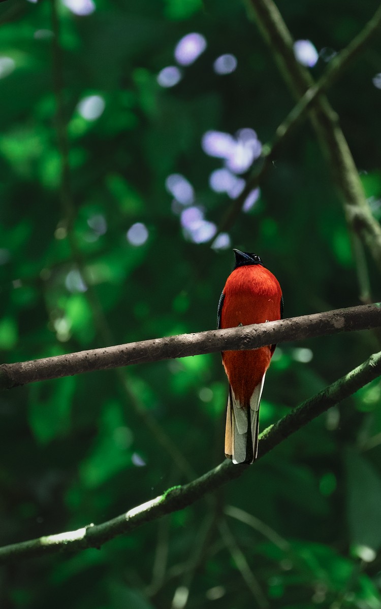 Trogon à poitrine jaune - ML647604132