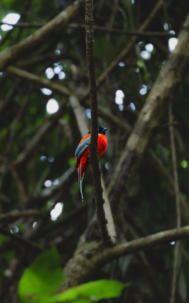 Trogon à poitrine jaune - ML647604133