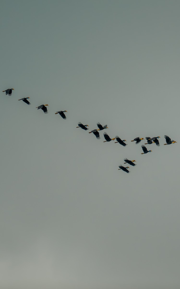 Calao festonné - ML647604135