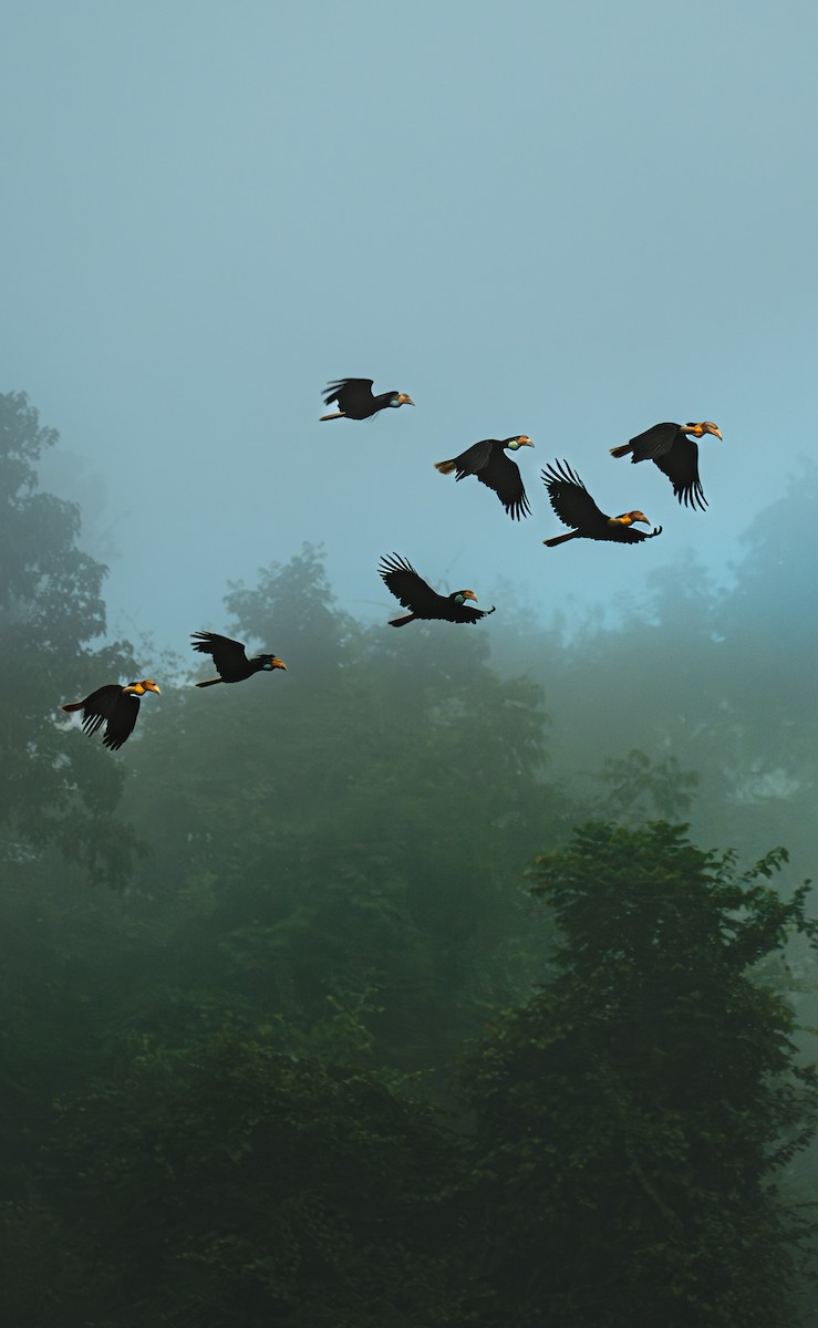 Calao festonné - ML647604136