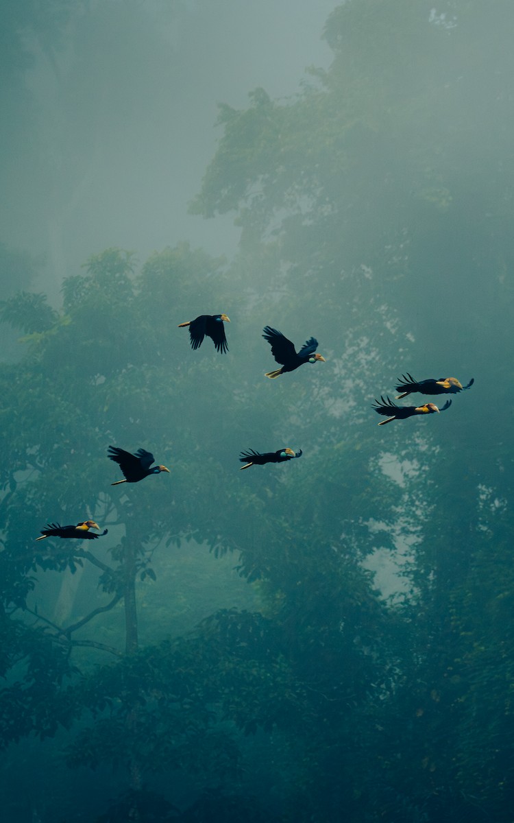 Calao festonné - ML647604137