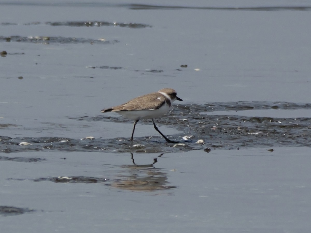 Pluvier à collier interrompu - ML647604139