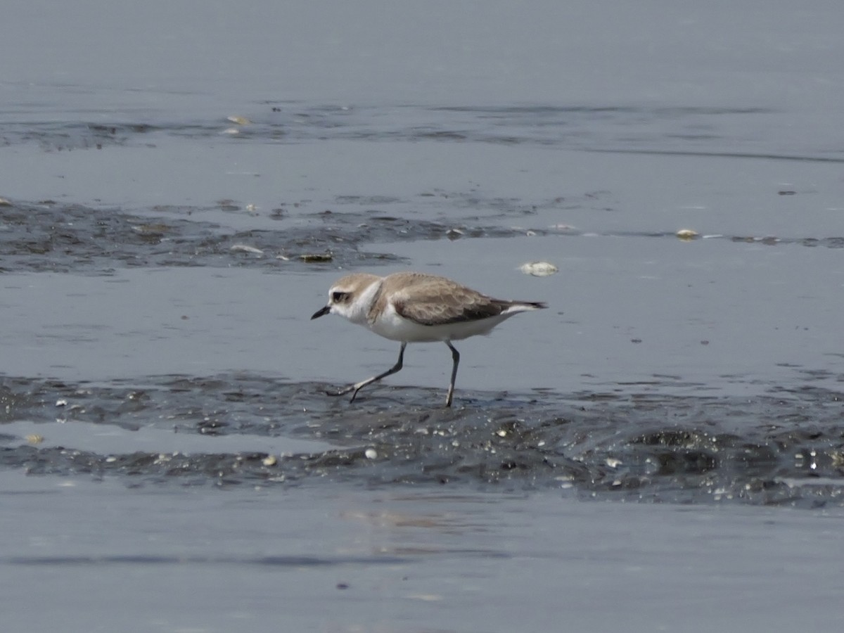 Pluvier à collier interrompu - ML647604140