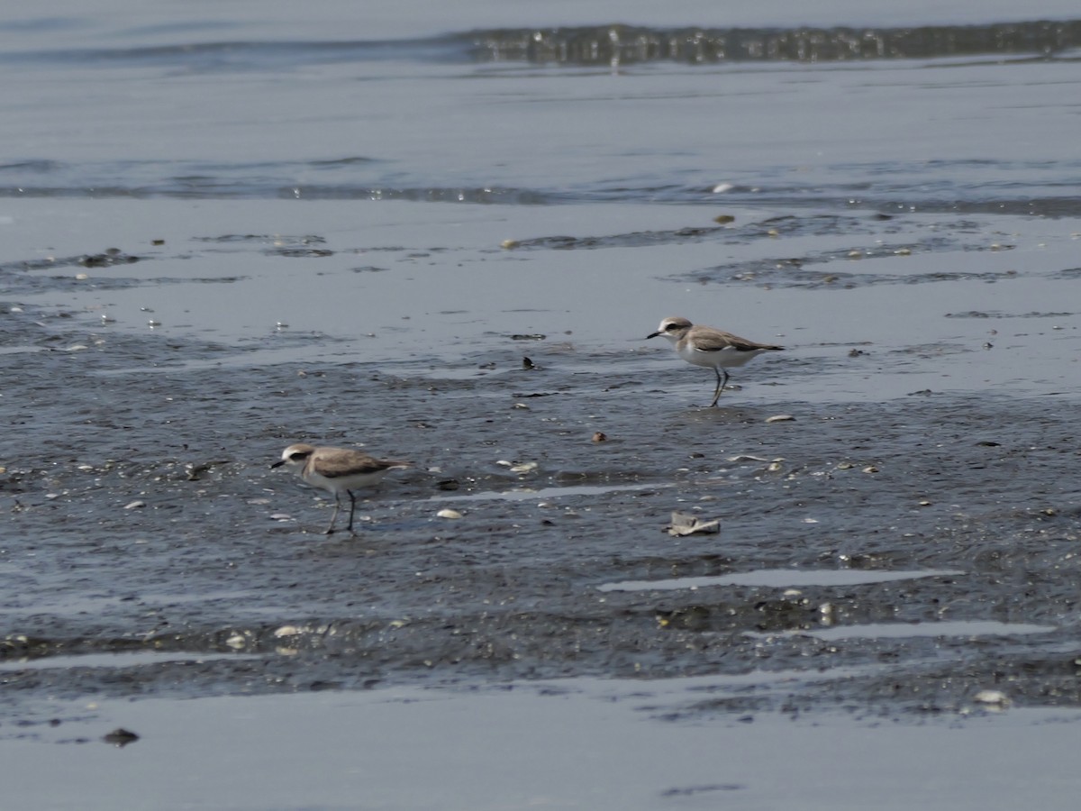 Pluvier à collier interrompu - ML647604142