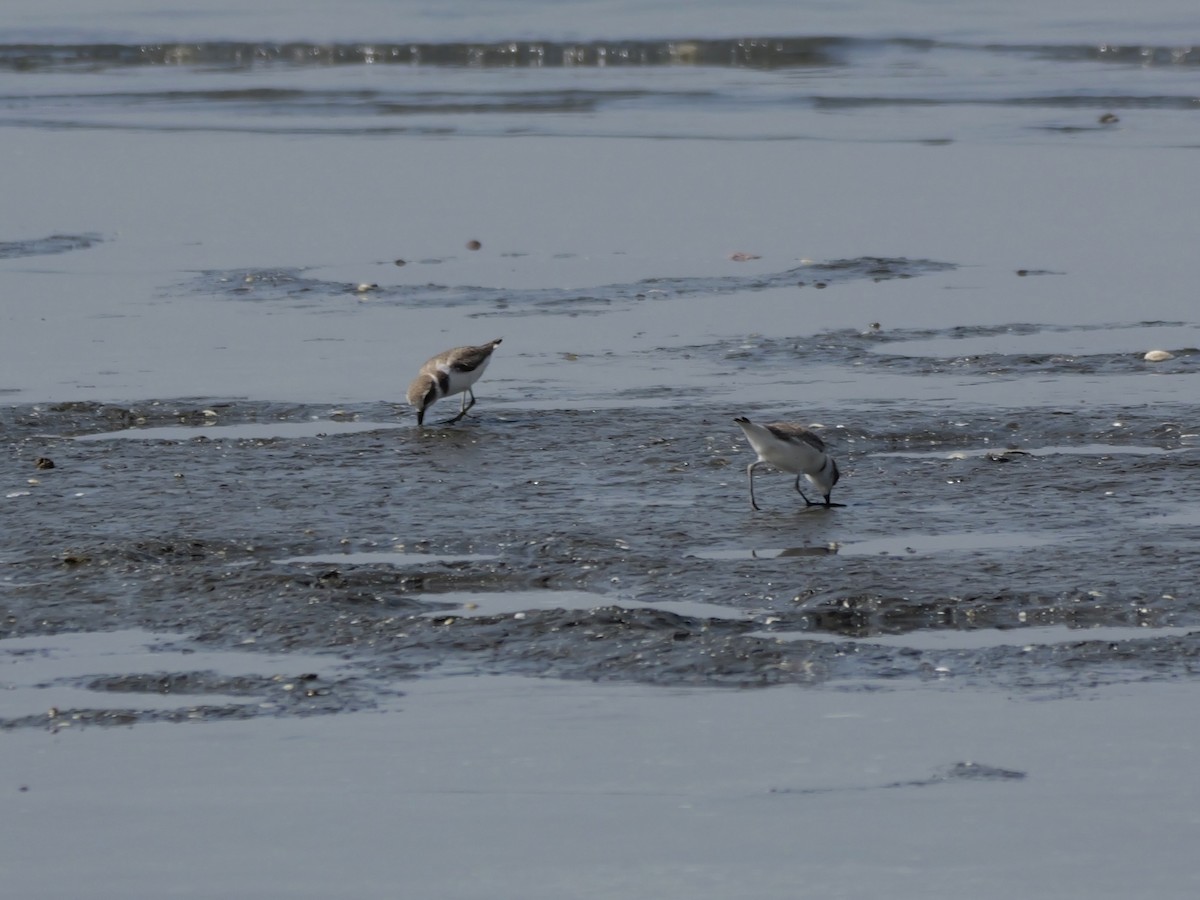 Pluvier à collier interrompu - ML647604143
