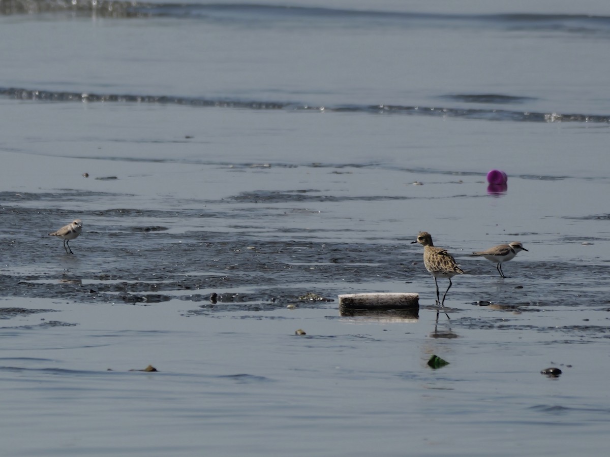 Pluvier à collier interrompu - ML647604144