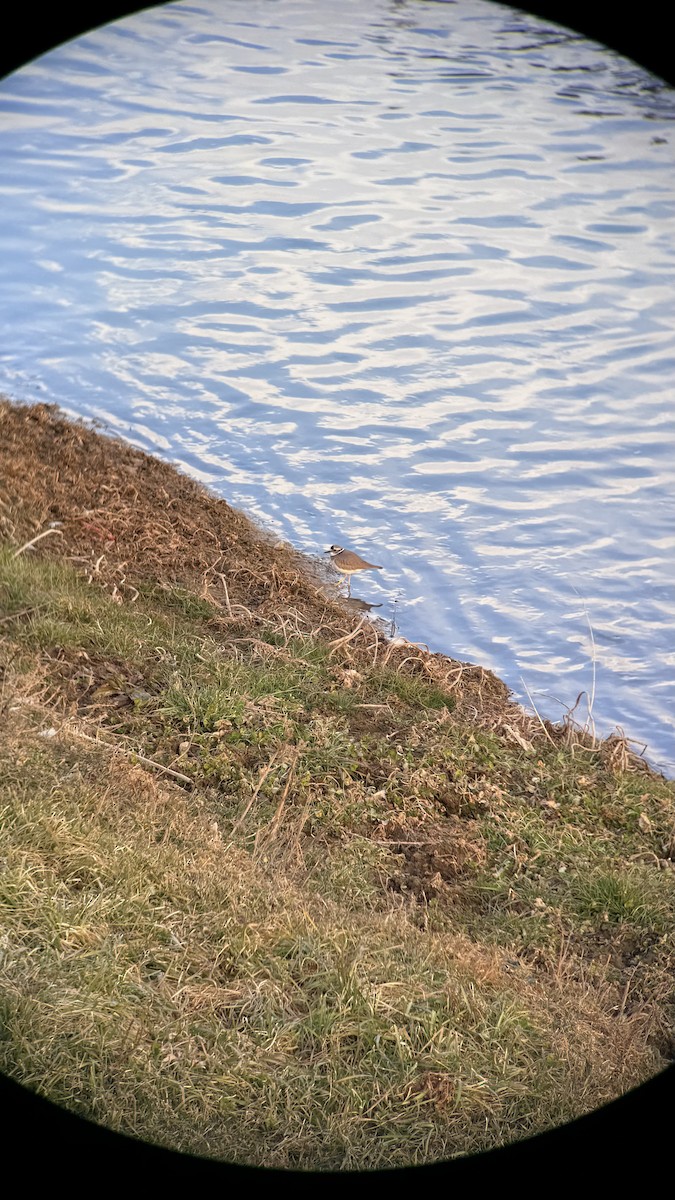 Pluvier à long bec - ML647604145