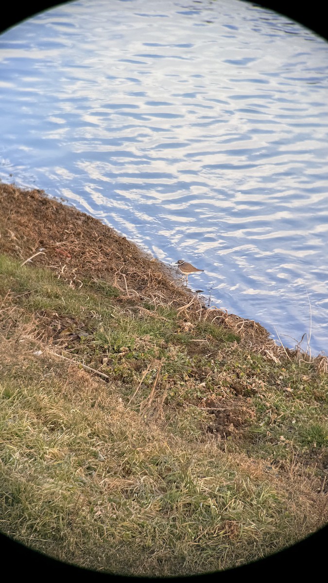 Pluvier à long bec - ML647604146