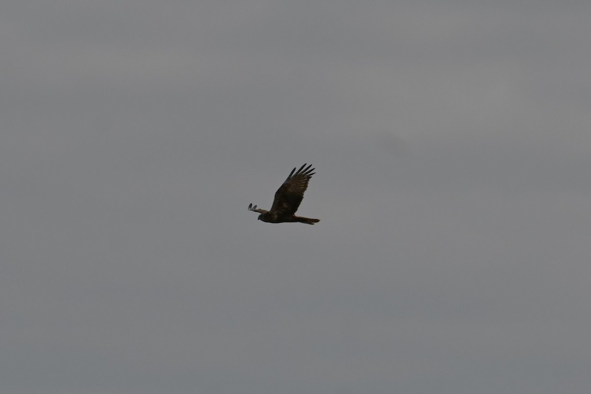 Busard d'Orient - ML647604147