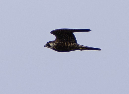 sokol stěhovavý - ML647604167