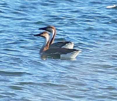 Çin Kazı - ML647604218