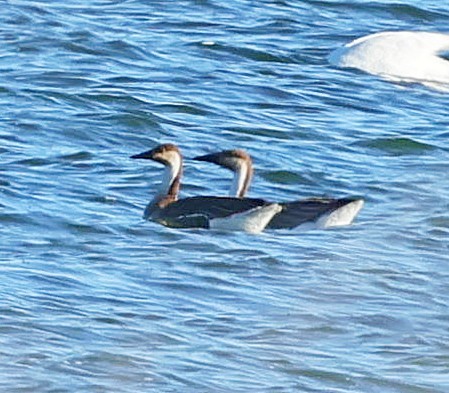 Çin Kazı - ML647604219