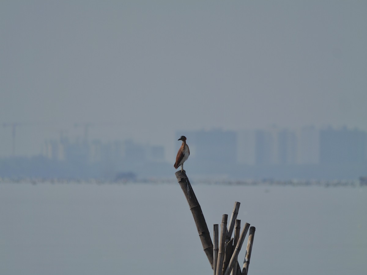 Nankeen Night Heron - ML647604224