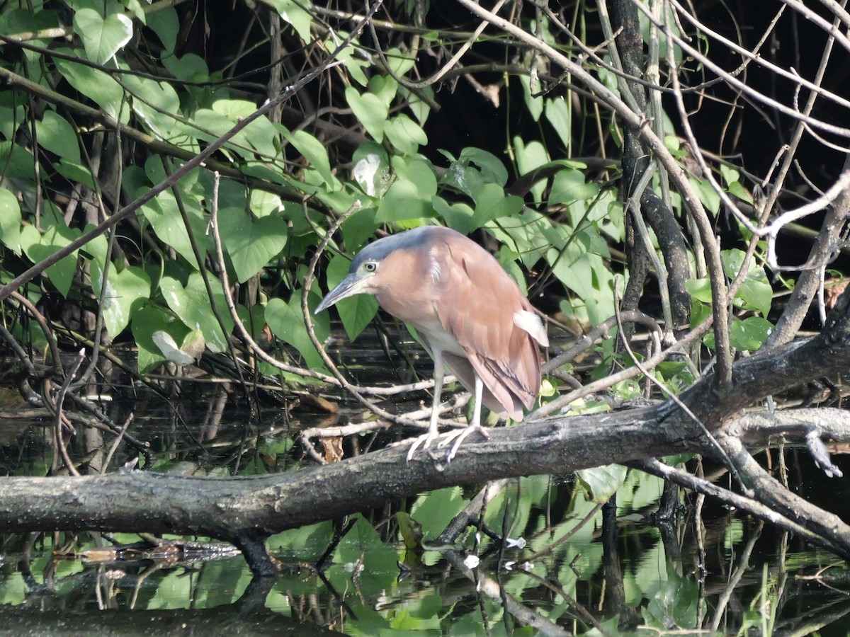Nankeen Night Heron - ML647604225
