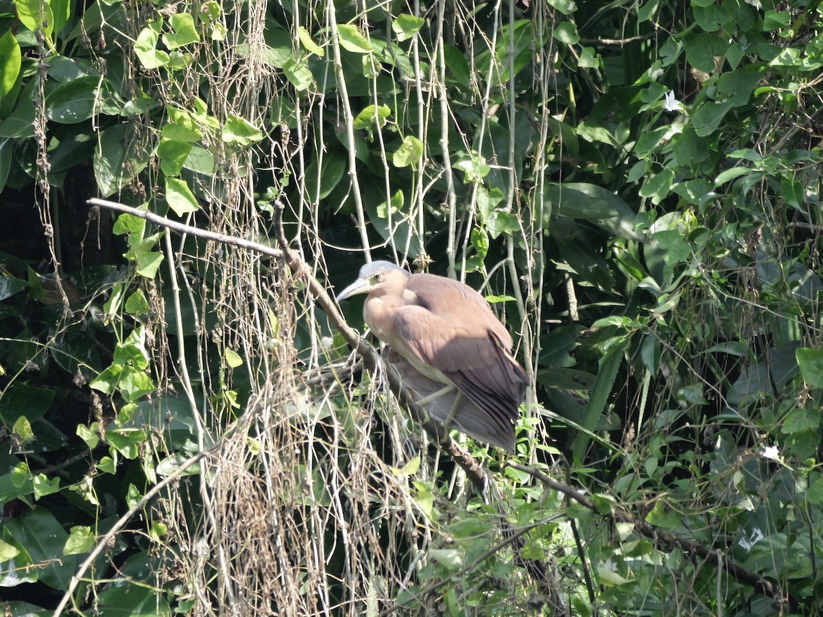 Nankeen Night Heron - ML647604226