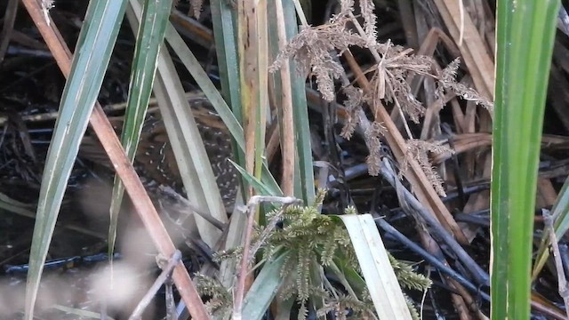 Benekli Suyelvesi - ML647604232