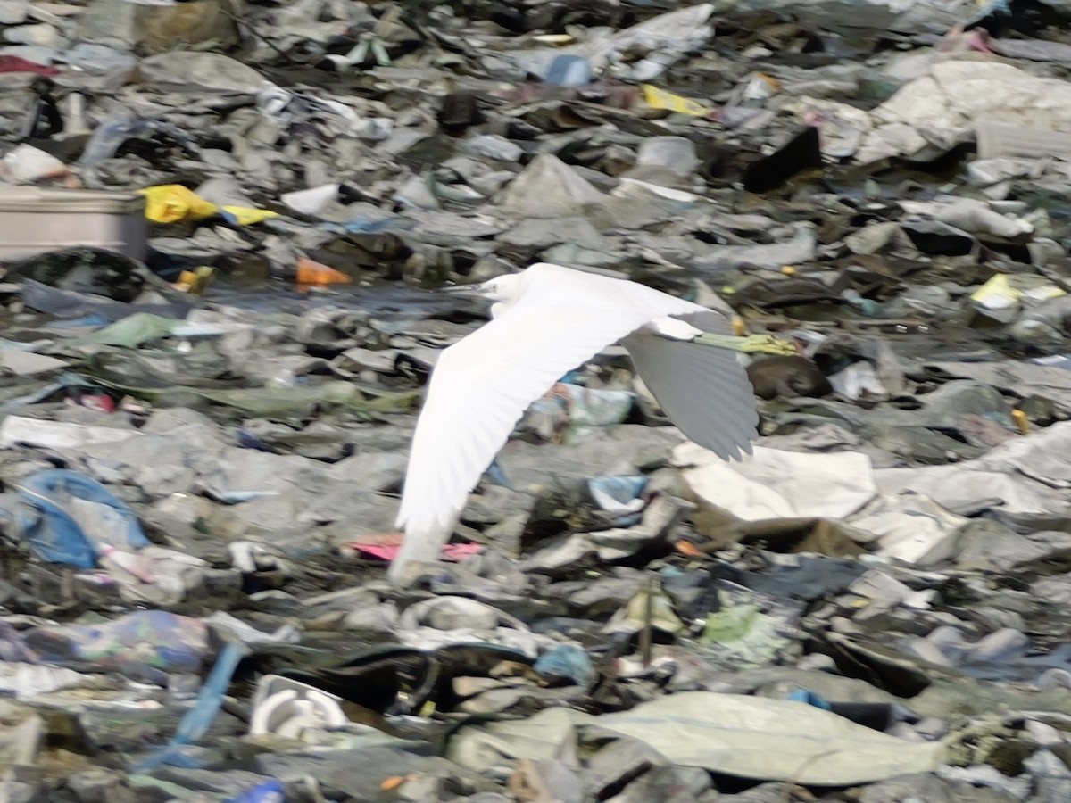 Chinese Egret - ML647604233