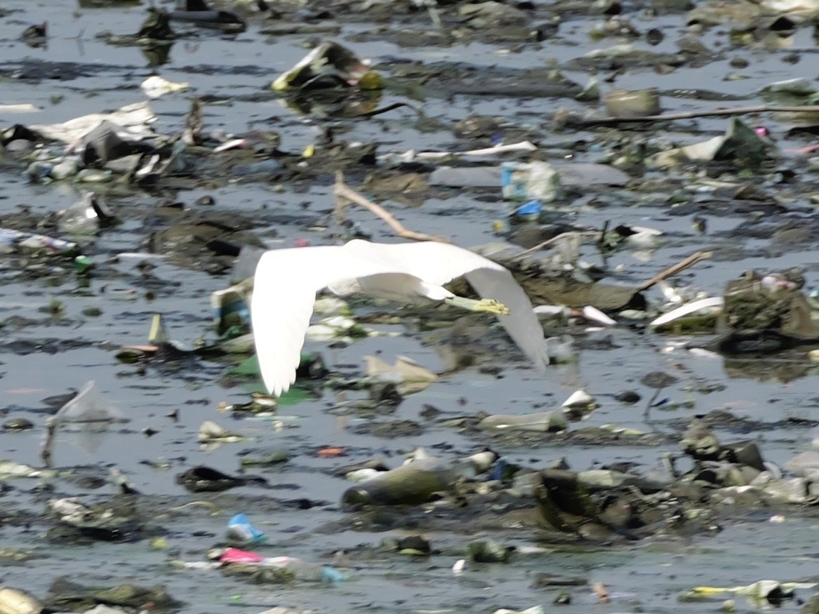 Chinese Egret - ML647604234