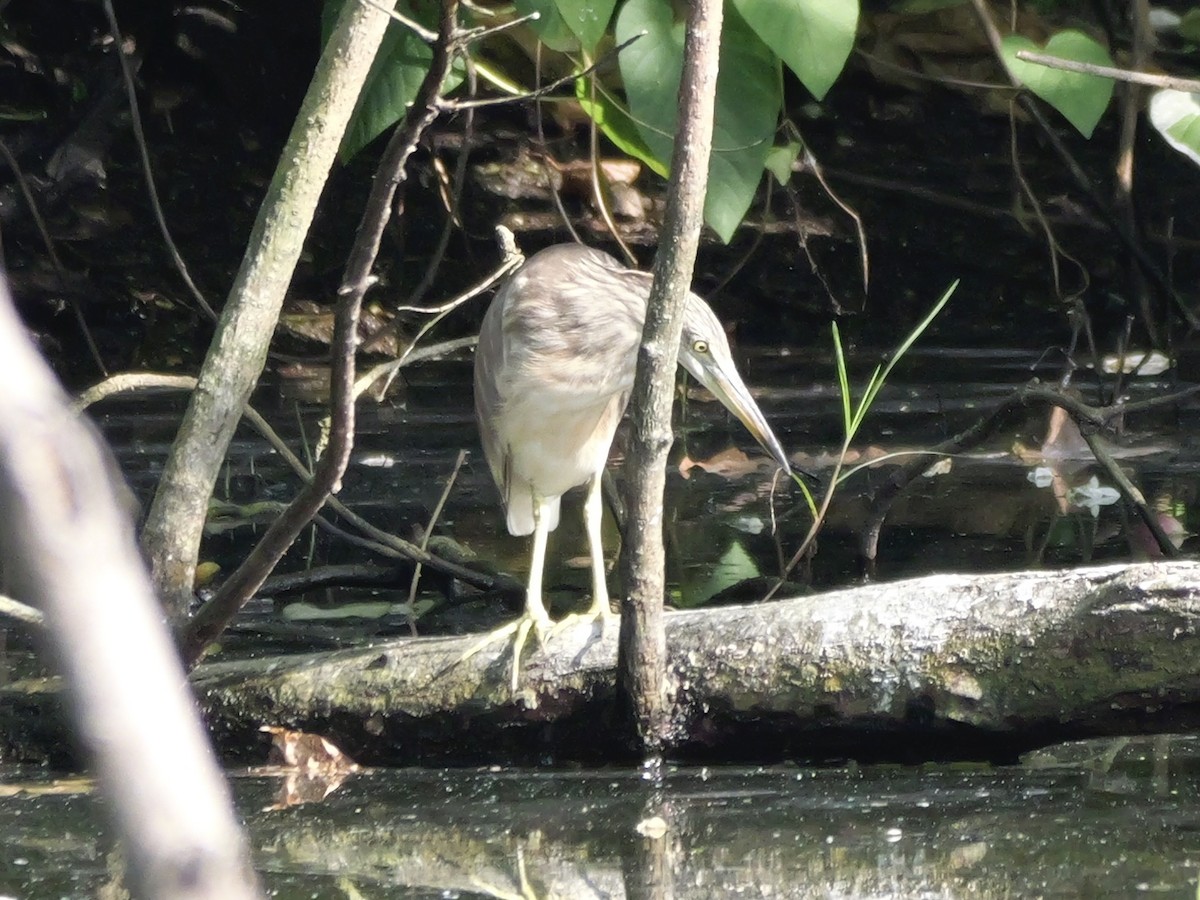 Javan Pond-Heron - ML647604241