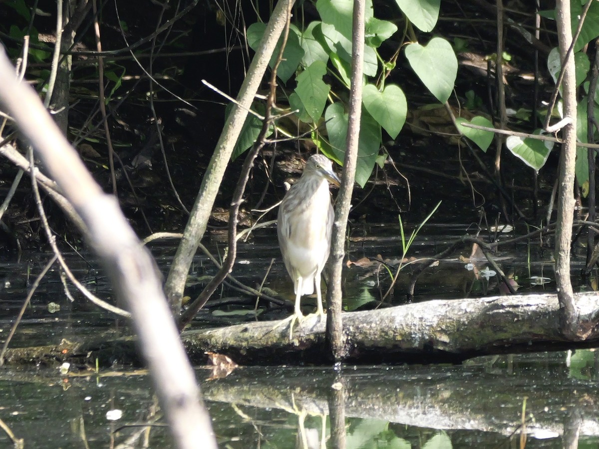 Javan Pond-Heron - ML647604242