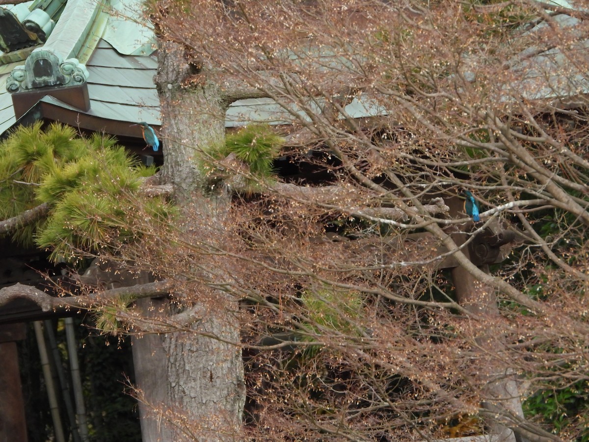 Common Kingfisher - ML647604255