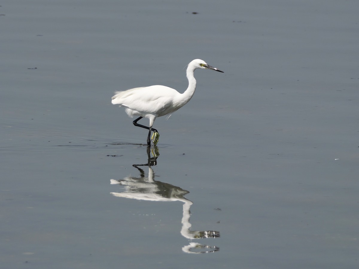 Little Egret - ML647604257