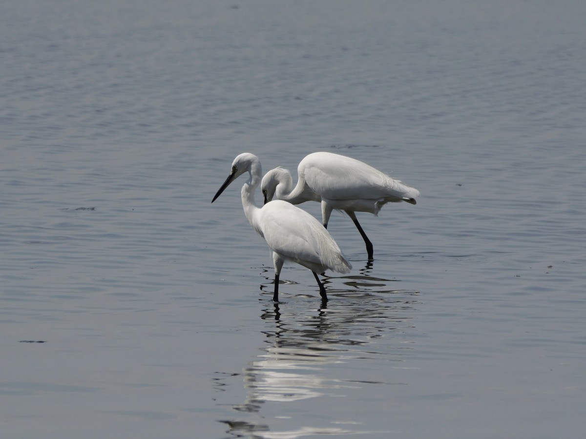 Little Egret - ML647604258