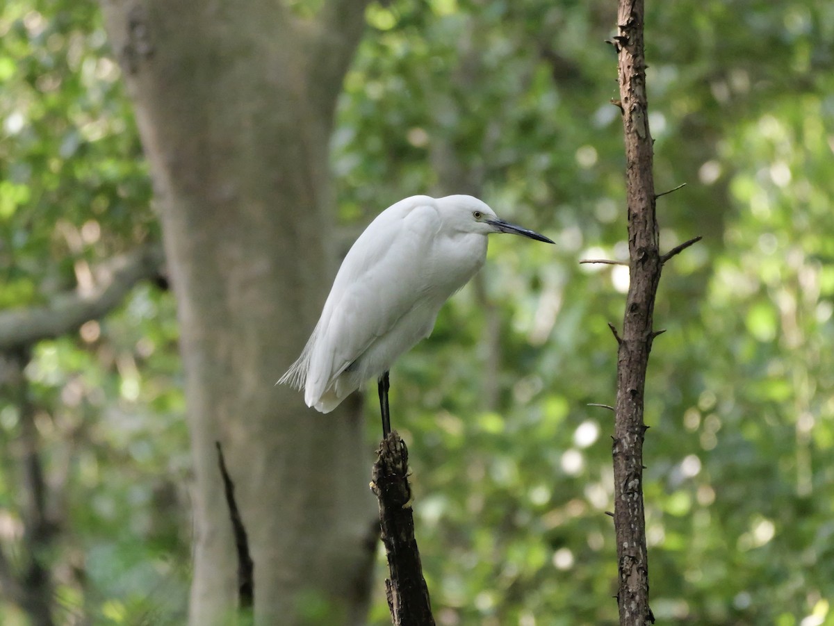 Little Egret - ML647604259