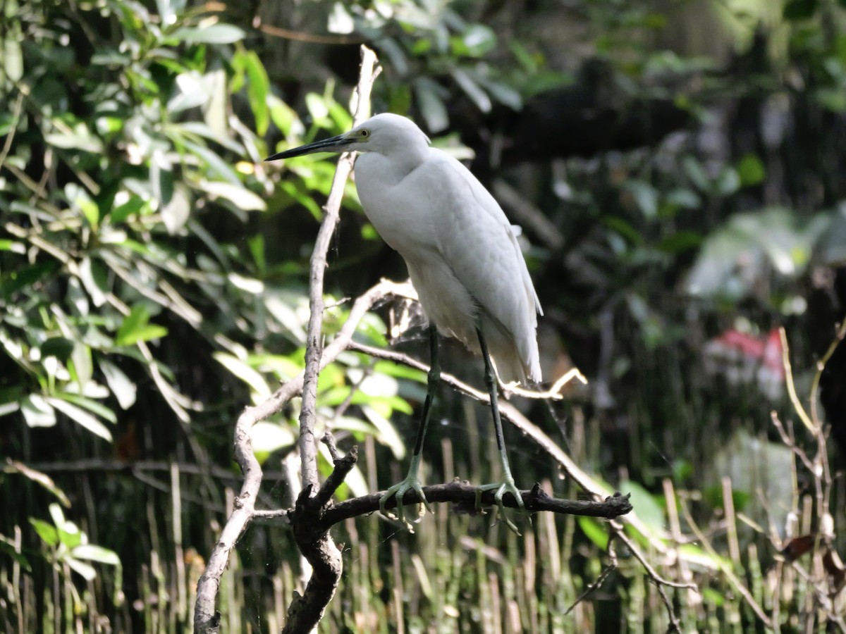 Little Egret - ML647604260