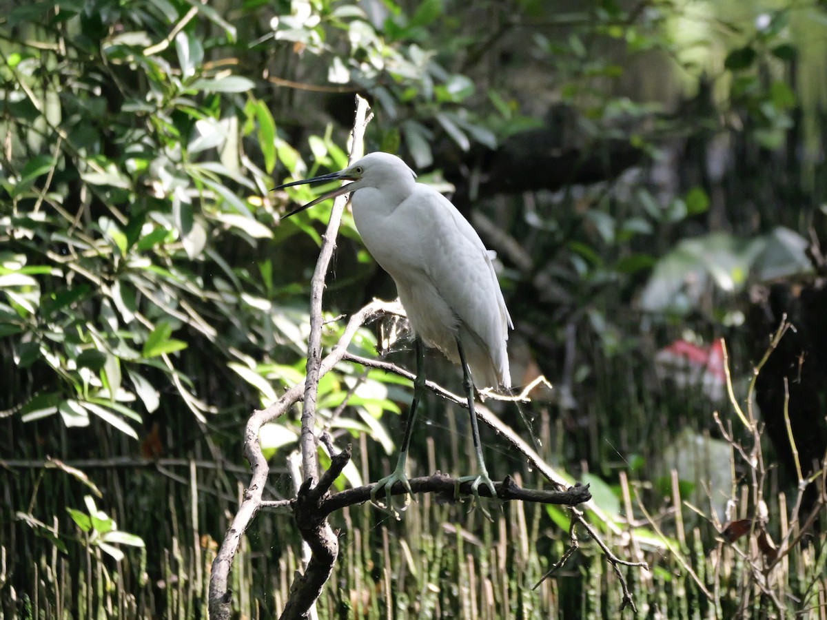 Little Egret - ML647604261