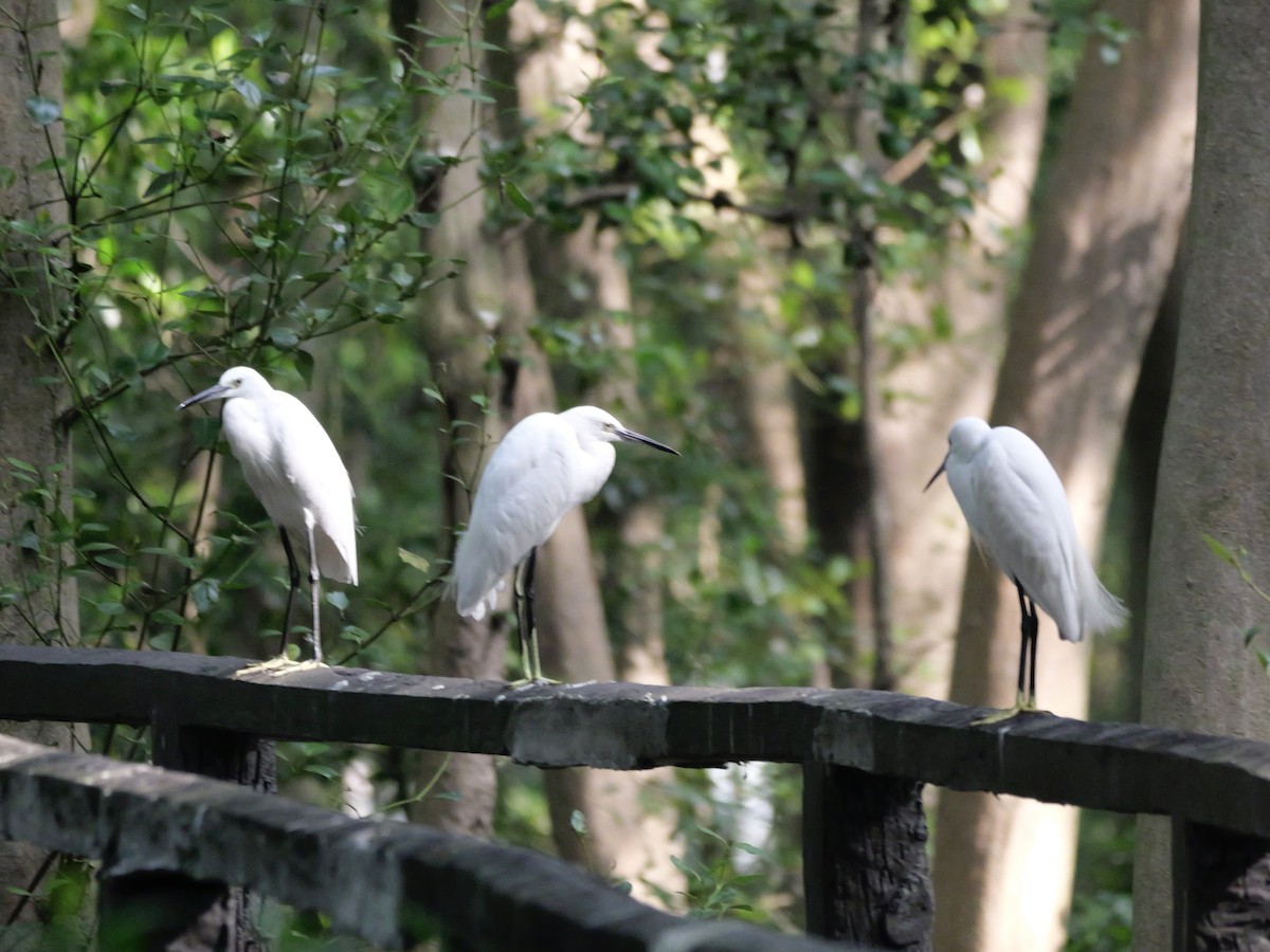 Little Egret - ML647604262