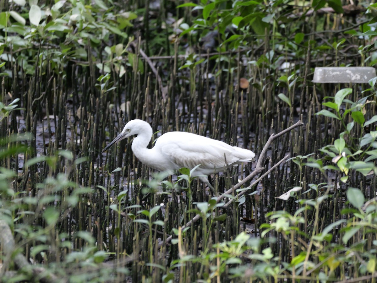 Little Egret - ML647604263