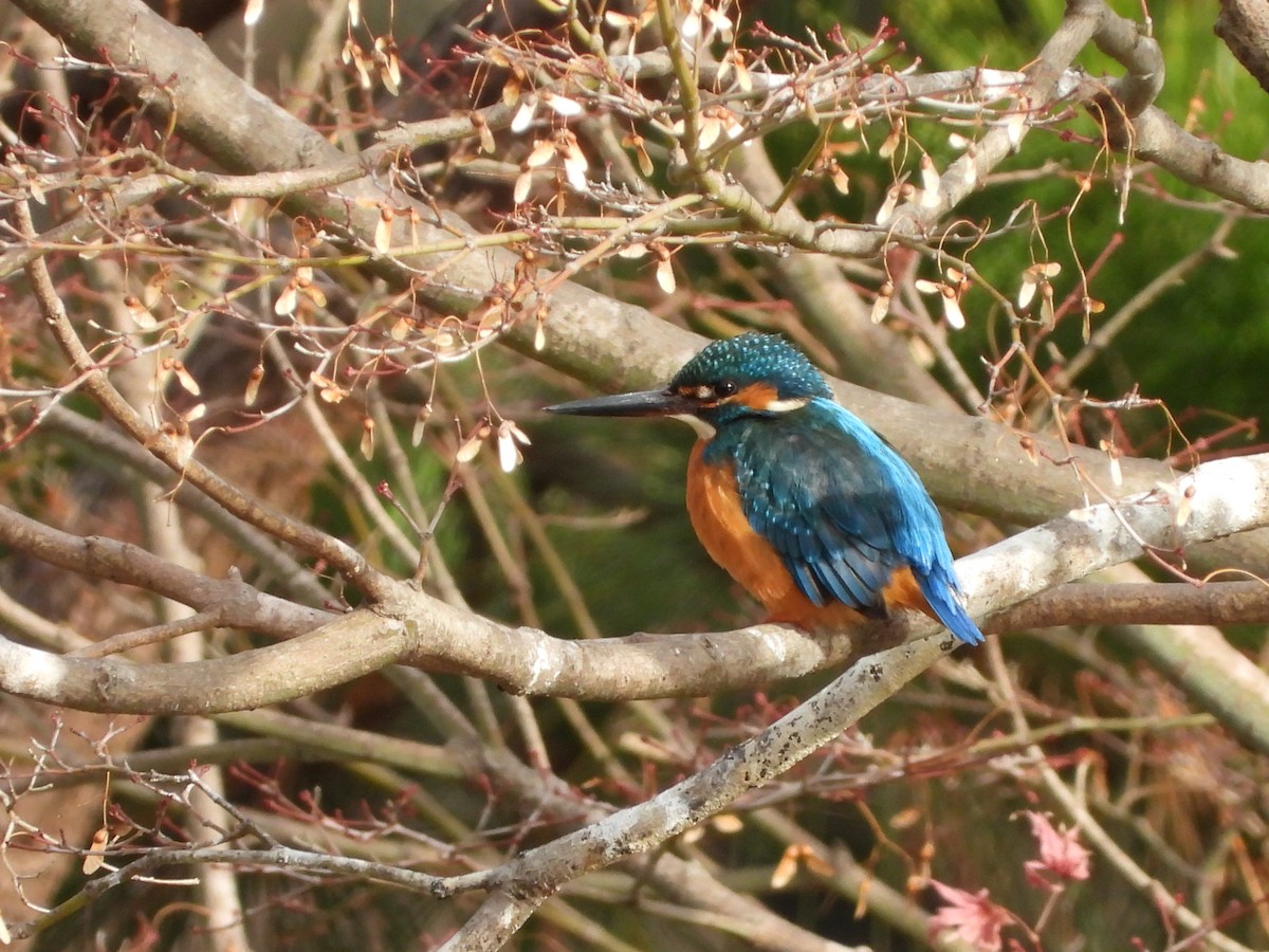 Common Kingfisher - ML647604264