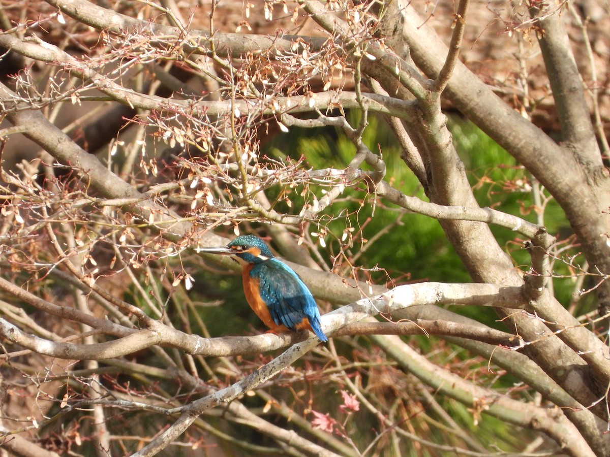 Common Kingfisher - ML647604265