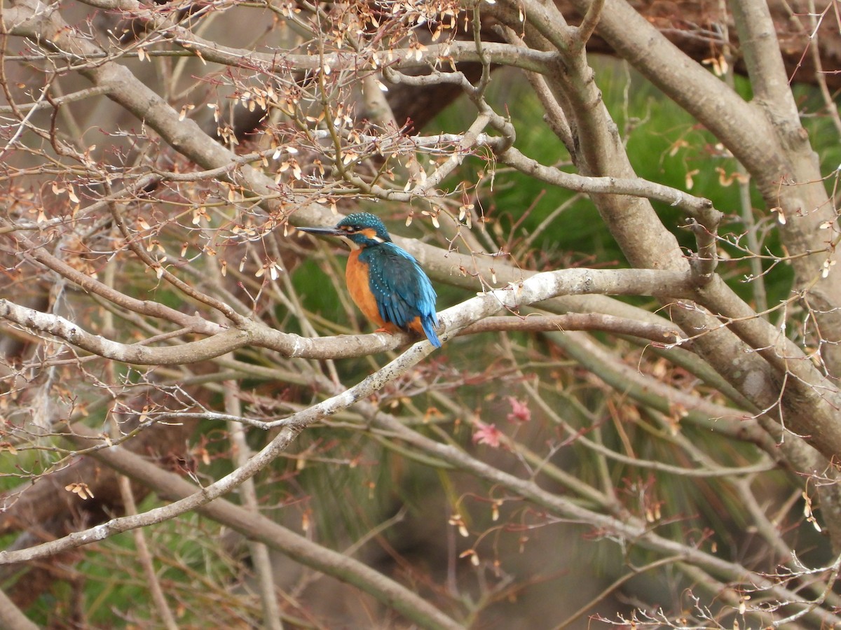 Common Kingfisher - ML647604266
